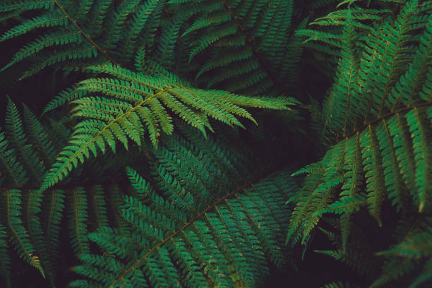 istock Natural green leaves background. 1450332834