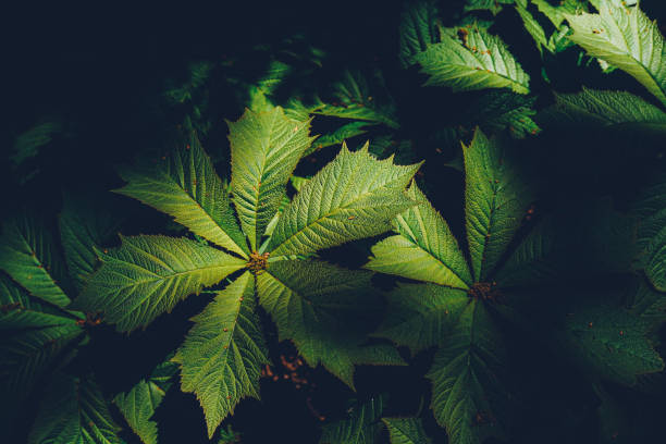 istock Natural green leaves background. 1450333416