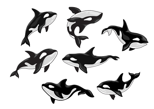 Set of killer whale, Orcinus orca, animal design, ocean mammal orca flat vector illustration