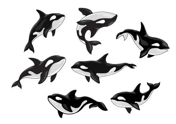 Vector illustration of Set of killer whale, Orcinus orca, animal design