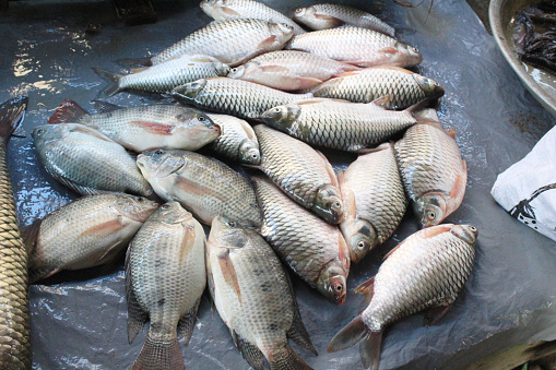 Food ingredients of riverside lifestyle people in Thailand. Nile Tilapia with Java barb or Silver barb and Yellow mystus in basket plastic black. These three types of fish are very tasty.