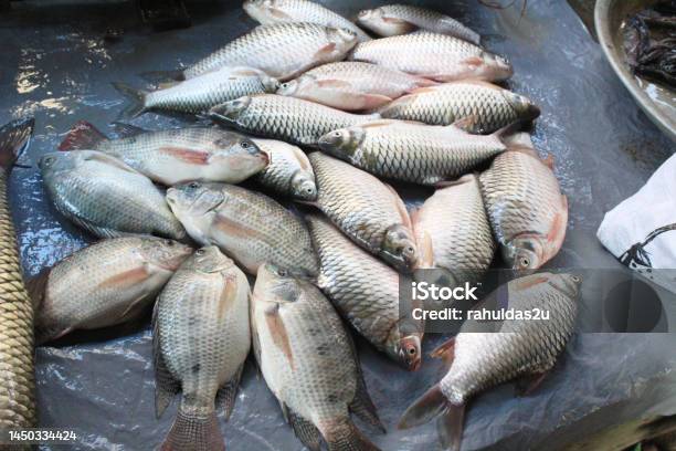 Food Ingredients Of Riverside Lifestyle People In Thailand Nile Tilapia With Java Barb Or Silver Barb And Yellow Mystus In Basket Plastic Black These Three Types Of Fish Are Very Tasty Stock Photo - Download Image Now