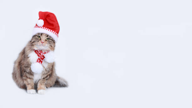istock Cat in Christmas hat on a isolated white background Empty space for text. Kitten in Santa Claus Xmas red hat. Cat with Santa cap waiting for Christmas while. Happy New Year Web banner with copy space 1450336004
