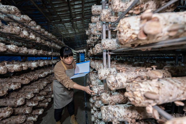 istock A female technician records in the mushroom room 1450336232