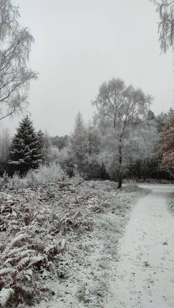 istock Snowy tree on white icy ground in the winter, vertical shot 1450337405