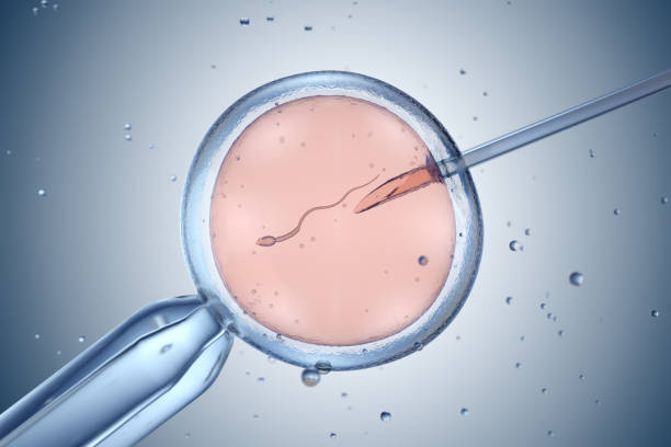 인공 수정 또는 체외 수정 - human fertility artificial insemination embryo human egg 뉴스 사진 이미지