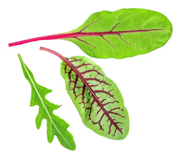 Salad leaves Collection. Isolated Mixed Salad leaves with Green Ruccola chard leaf and beetroot Close-up