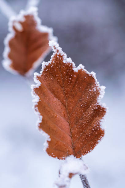 istock Winter in the Taunus 1450344835