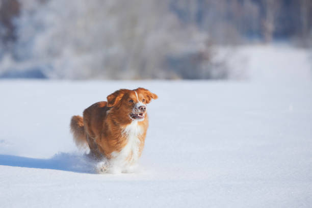 In a snowy park, two golden retrievers are having fun playing together