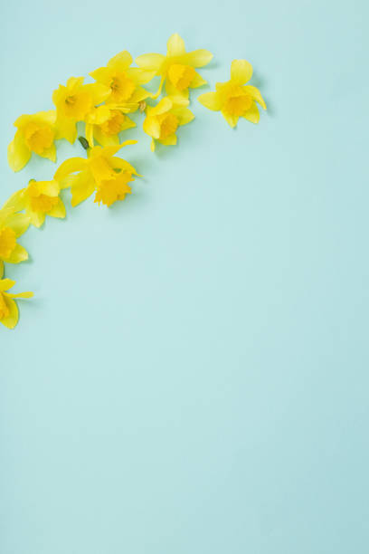 istock yellow daffodils flowers on blue papper background 1450345017
