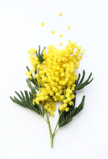 Mimosa flower. Branch of mimosa isolated on white background. Directly above. wattle flower stock pictures, royalty-free photos & images