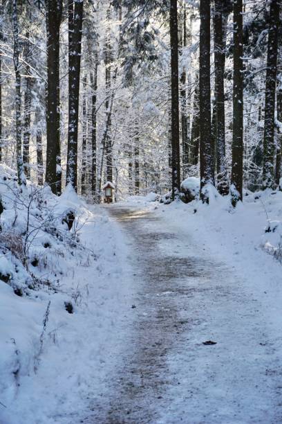 istock A path in the Bavarian forest covered with snow. Walking path in winter in the forest. A walk in sunny weather through the winter snow-covered forest in Berchtesgaden. 1450345427