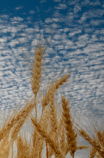 Wheat Crops On Field Against Blue Sky, Take a photo during the day at Samoeng District. Chiang Mai Province, Thailand