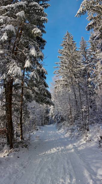 istock A path in the Bavarian forest covered with snow. Walking path in winter in the forest. A walk in sunny weather through the winter snow-covered forest in Berchtesgaden. 1450345758