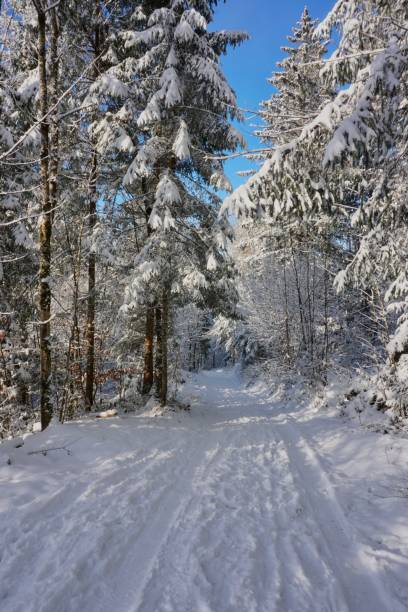 istock A path in the Bavarian forest covered with snow. Walking path in winter in the forest. A walk in sunny weather through the winter snow-covered forest in Berchtesgaden. 1450346396