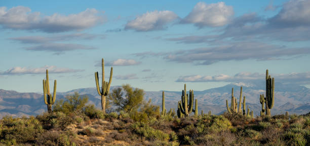 saguaro-kaktus in hoher wüste mit blick auf berge mit weichen wolken - sonoran desert cactus landscaped desert stock-fotos und bilder