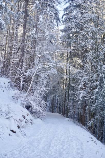 istock A path in the Bavarian forest covered with snow. Walking path in winter in the forest. A walk in sunny weather through the winter snow-covered forest in Berchtesgaden. 1450346555