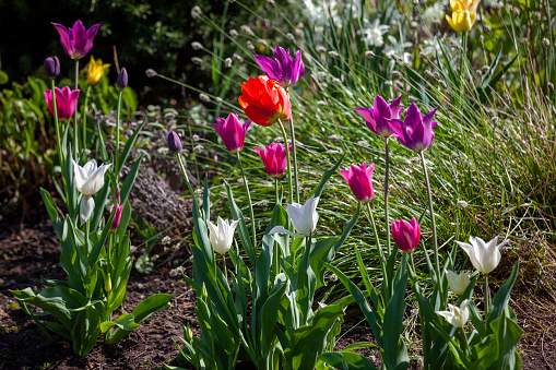 botany, lush border with a mix of tulips in white and magenta