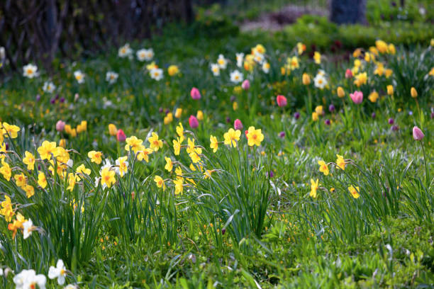 istock Detail from a cottage garden in spring 1450347558