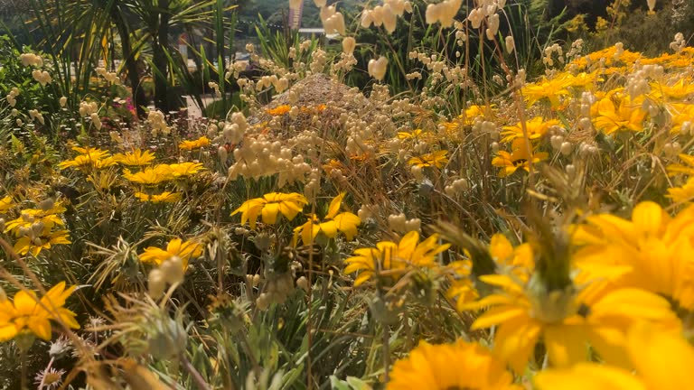 Slow motion reveal of bright yellow African Daisy, or treasure flowers in full bloom during summer.