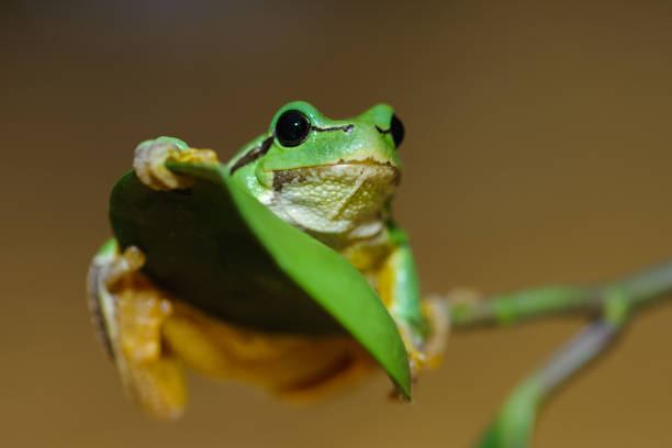 istock Small green frog European tree frog. Hyla arborea 1450348868