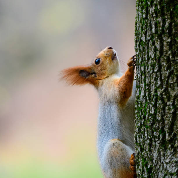 istock Eurasian red squirrel Sciurus vulgaris in the wild 1450348899