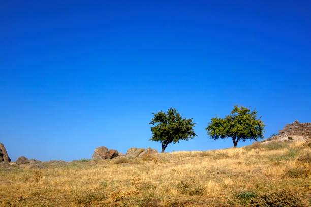 Two trees on countryside landscape