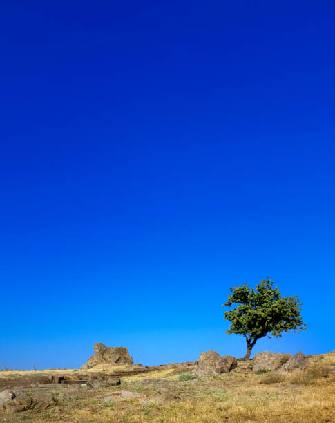 istock Single tree on barren countryside landscape over sunny blue sky 1450351129