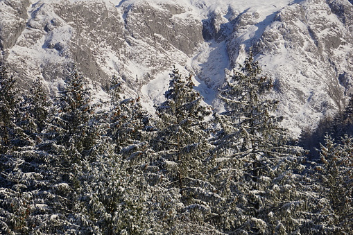 A walk through a snow-covered forest in Bavaria. The coniferous forest is completely covered with snow. A sunny day in the winter forest of Berchtesgaden. Snow-covered forest in Upper Bavaria.