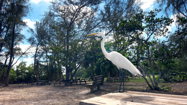 istock Tropical bird white heron in public park 1450352993
