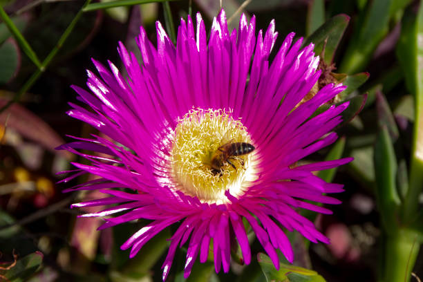 A bee with its head inside a pink flower, carpobrotus acinaciformis.
