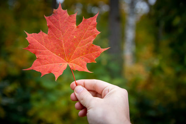 istock Close up of a hand holding red maple leaf 1450357173