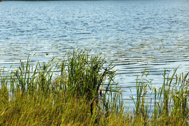 istock Water reeds with lake background 1450357219
