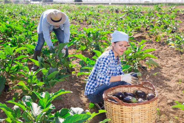istock Brunette harvesting eggplants in vegetable garden in summer 1450360402