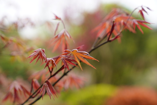 Stock photo of bright red Japanese maple growing in bright and sunny house garden along with contrasting green foliage with branches and twigs against the green lush Japanese garden. Maple trees are easy plant and can be grown in plant pots and have lush and bright colour leaves.