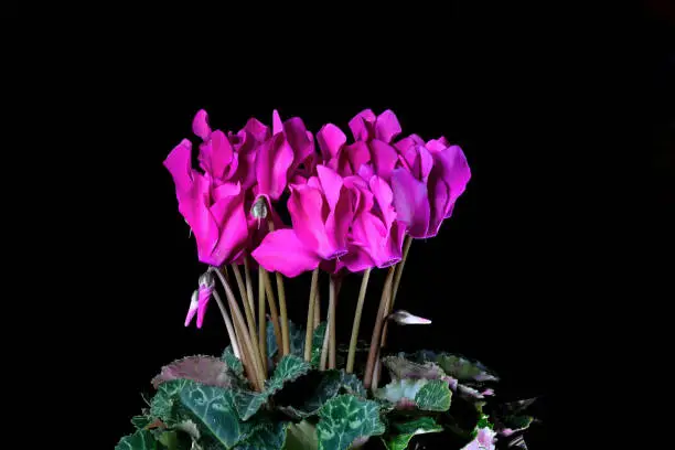 Brightly colored Cyclamen. It is a genus of 23 species of perennial flowering plants in the family Primulaceae. They are native to Europe and the Mediterranean Basin east to the Caucasus and Iran.