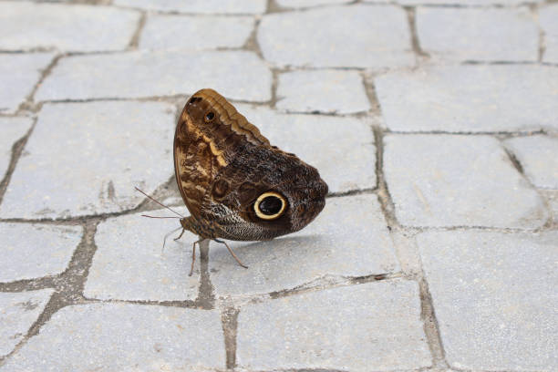 istock butterfly on the The floor is paved with stones. 1450362418
