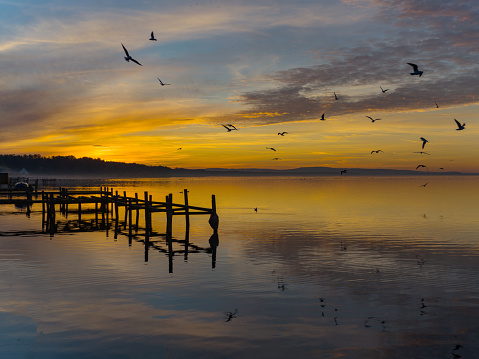 Group of Flying seagulls and jetty in silhouette at dusk with afterglow reflection in lake. Location: Lake Steinhuder Meer, Lower Saxony, Germany.