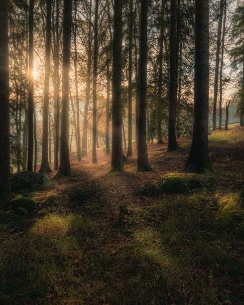 istock Vertical shot of a dense forest with a sunrise visible through the tree trunks 1450364387