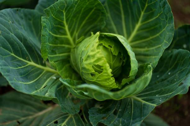 istock High-angle shot of a green fresh wild cabbage on the blurred background 1450364897