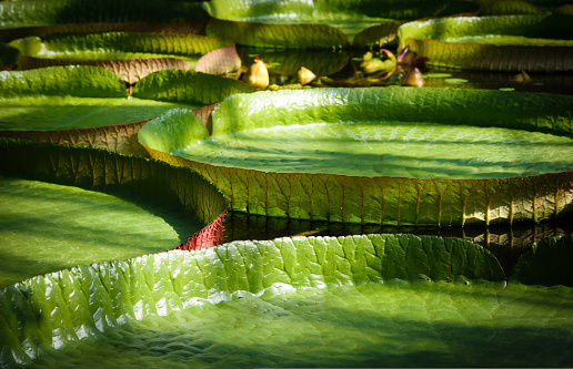Close up of a Victoria amazonica during the day