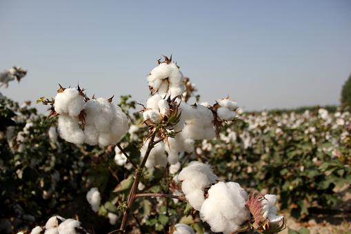 The Cotton field farm in Uzbekistan