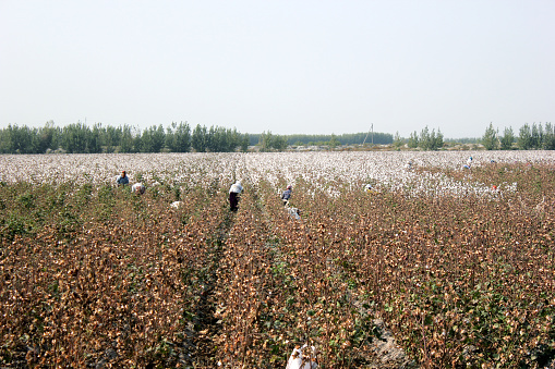 The Cotton field farm in Uzbekistan