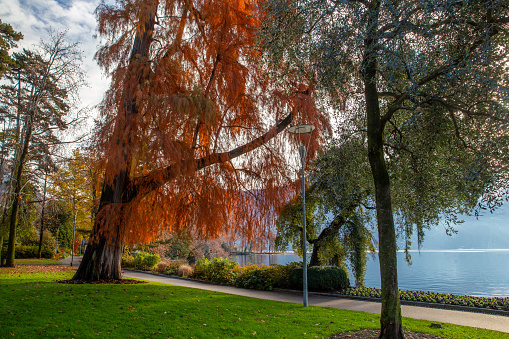 View of the Ciani Park in  Lugano  with red needled of big larch  tree and green grass  and waters of lake Lugano in December