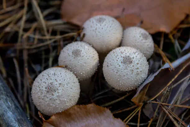 Close up View of Lycoperdon - puffball mushrooms growing in the forest.