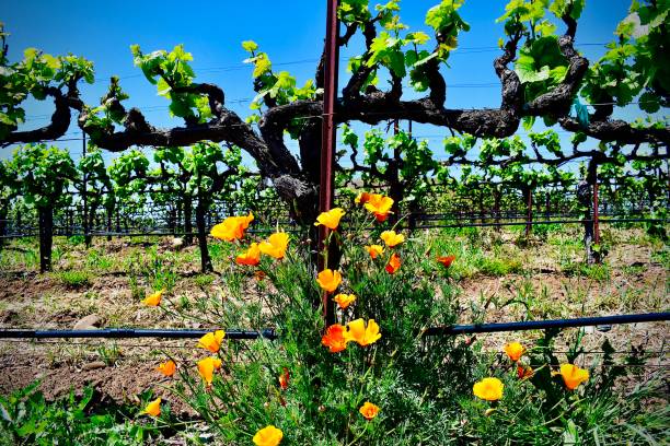 istock What should we plant….wine grapes 1450372322