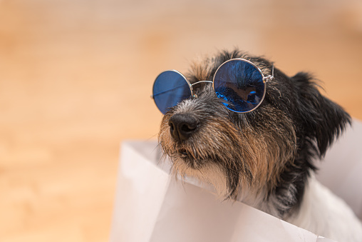 Close up of a crazy little Jack Russell Terrier dog  is sitting in a white  paper bag