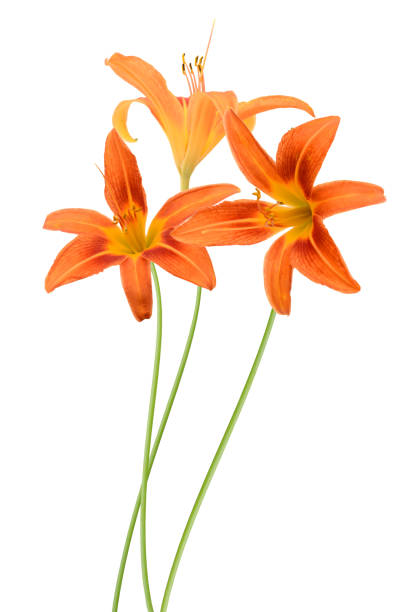 istock Day lily flowers 1450373054