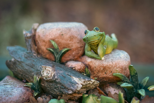 A small frog relaxes on a rock