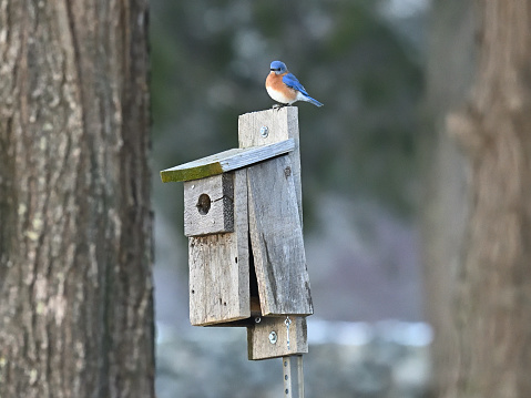 Male eastern bluebird on house. Taken in a Connecticut state forest, December. Bluebirds can be attached to their homes even in the dead of winter.